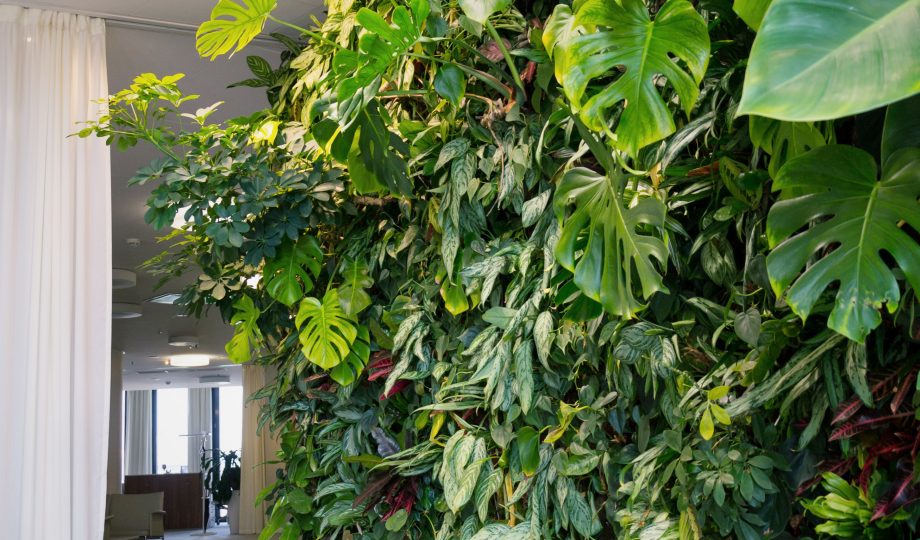 Living green wall with flowers and plants, vertical garden indoors Living green wall with flowers and plants, vertical garden indoors