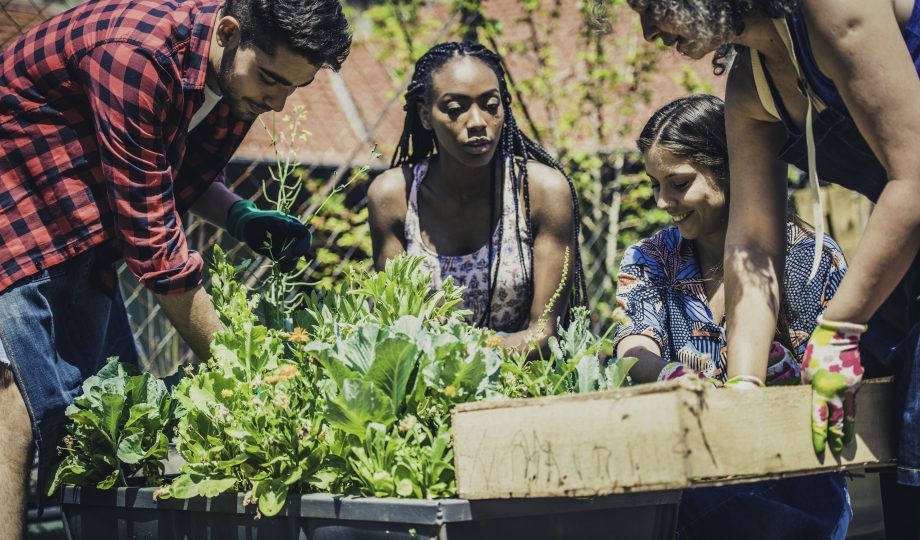 Young people learning urban gardening Young people learning urban gardening